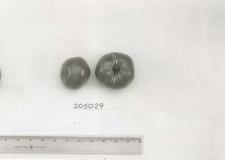 Click for 1 image(s) for this accession. FRUIT